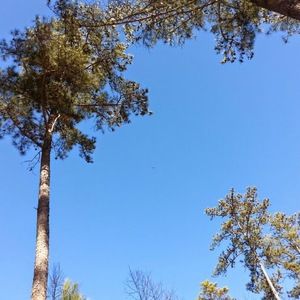 Meet your Posher, Terry langston